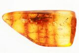 Detailed Fossil Spider Wasp and Gall Midge In Baltic Amber #346588-1